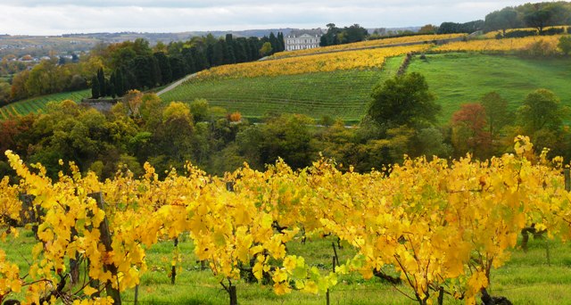 Coulée de Serrant, de Nicolas Joly: tudo natural