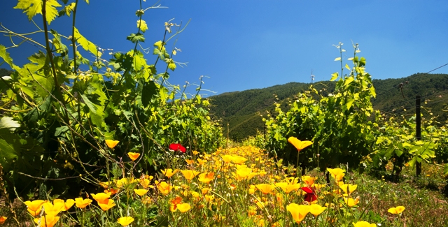 Corredor biológico da vinícola Emiliana: proteção natural 