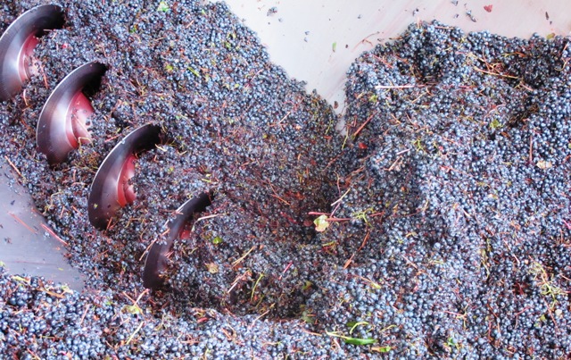 Uvas sendo prensadas para o começo da fermentação