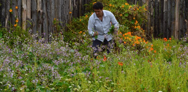 Chef Rodolfo Guzmán, do Boragó, colhendo plantas