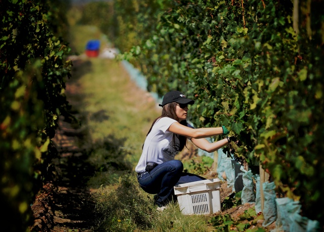 Colheita em The Vines