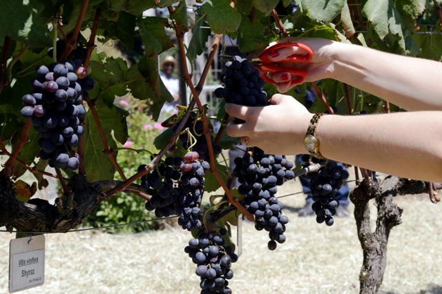 Colheita Simbólica no Vinhedo do Mundo - Foto Daniel Anderson - Divulgação