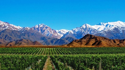 Vinhedos Casa de Uco