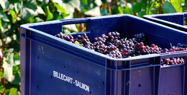 Billecart-Salmon-champagne