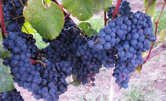 Cabernet Sauvignon (2)