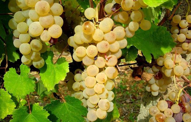 vernaccia_di_oristano