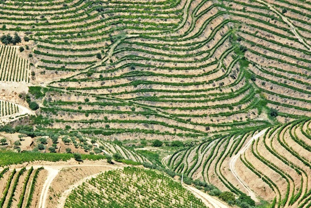 Vinhedos na Quinta Santa Barbara, Douro