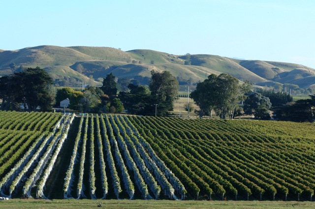 Vinhedos Sileni - Nova Zelândia
