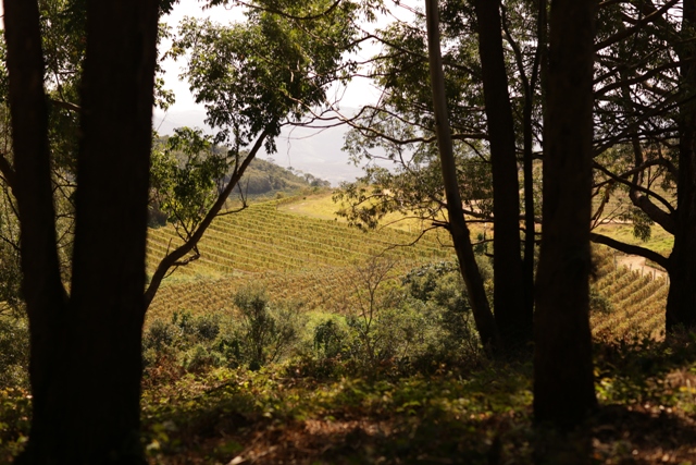 GUASPARI_cha- - Cópia